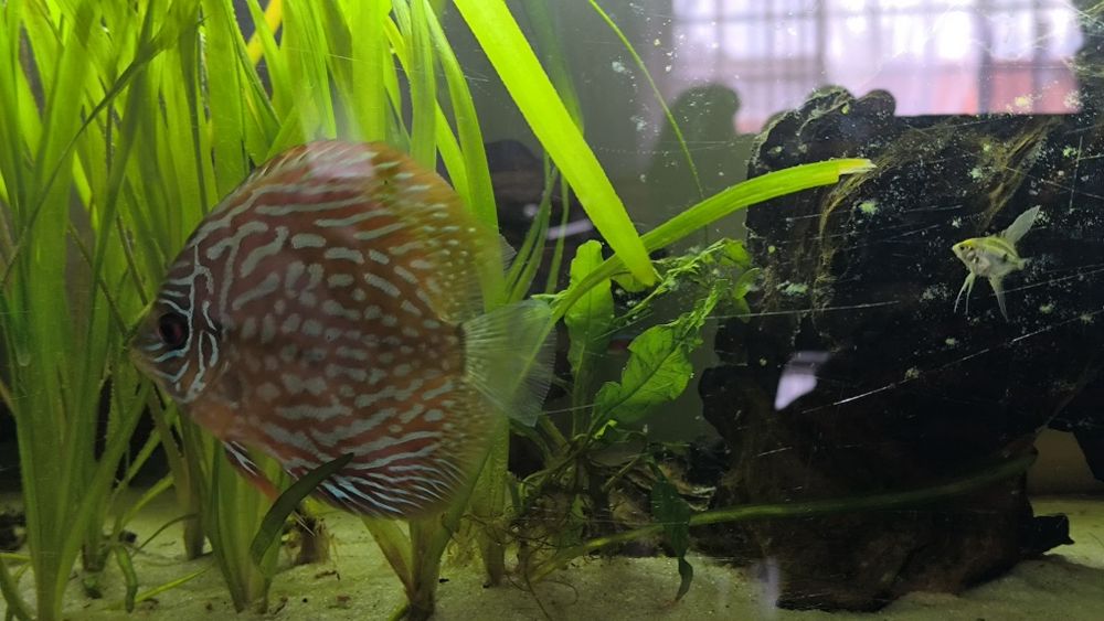 Discu Turquesa 12 cm