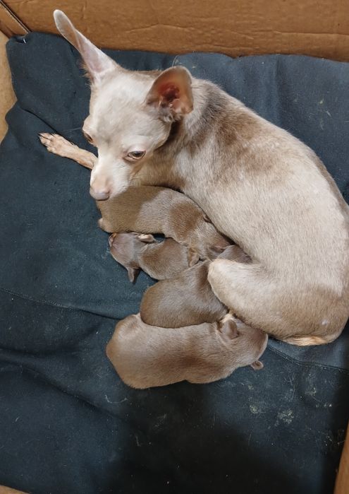 Красиві чистокровні той-тер'єри