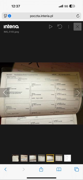 Klacz - wszechstronna