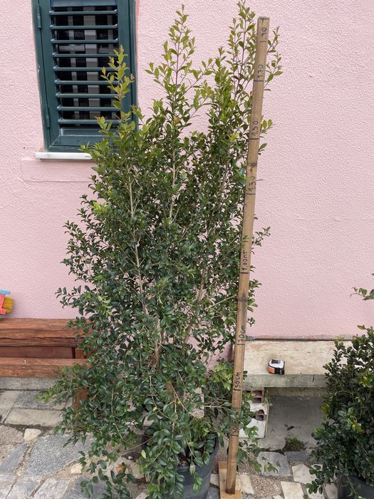 Eugenias myrtifolia 1.80