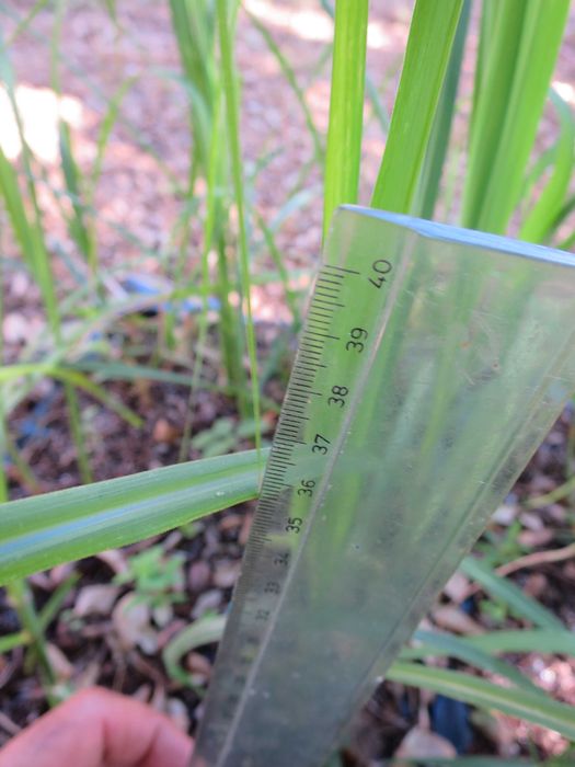Mudas planta cana de açúcar / sacarina para plantar suco de cana