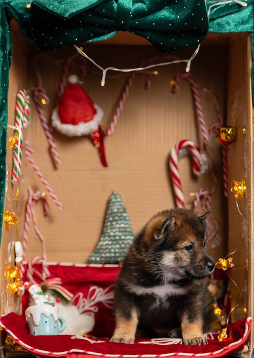 Цуценята рідкісної японської породи сікоку Дніпро