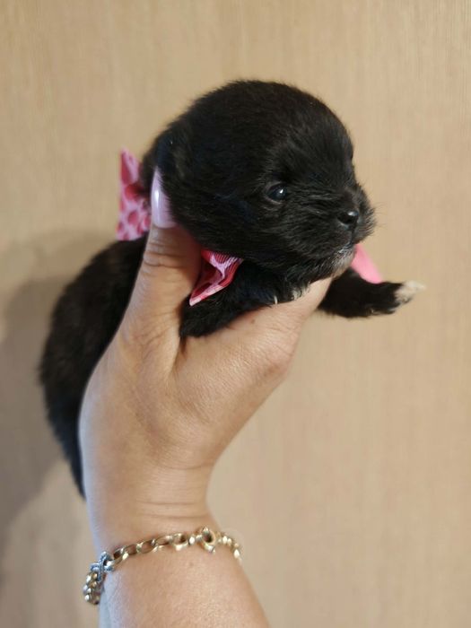 Szpic miniaturowy pomeranian suczka 1