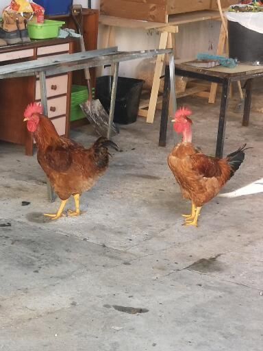 Galos e galuchos