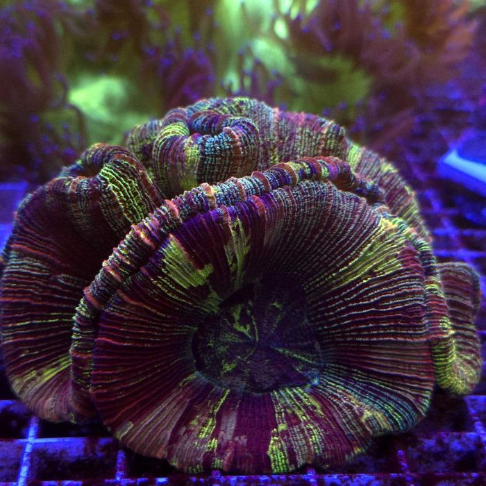 Trachyphyllia Master Grade Rainbow WYSIWYG koralowce LPS  Kingdom of Corals