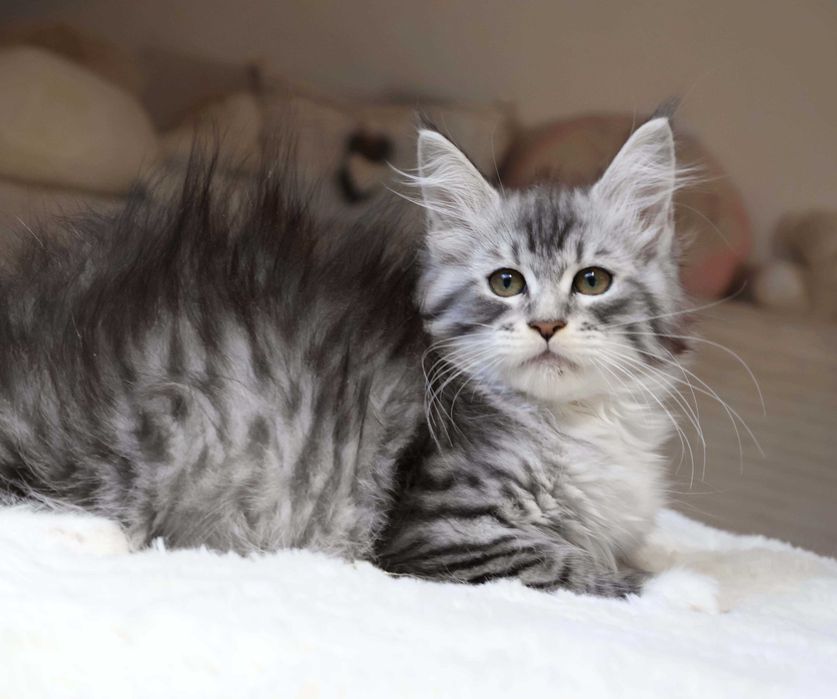 Wspaniała centkowana kocica Maine coon