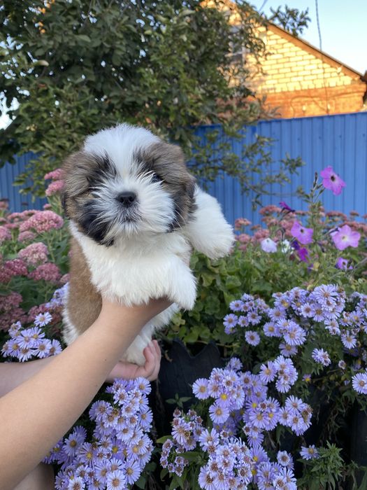 хлопчик  шитцу привитий з родоводом