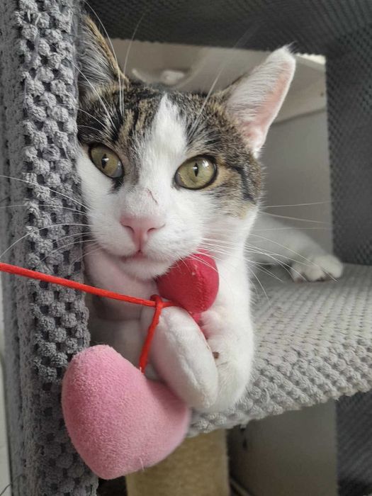 Towarzyski kotek szuka domu