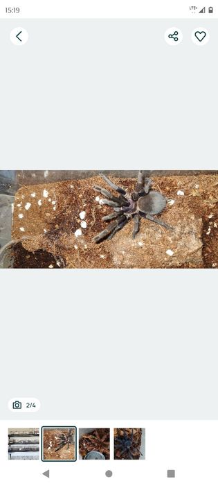 22 ptaszniki plus boxy pudełka samica samice NS samiec