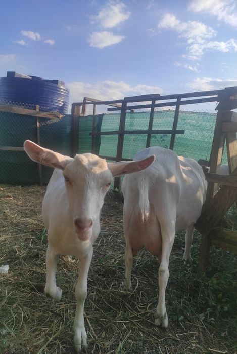 Срочно продам зааненских коз