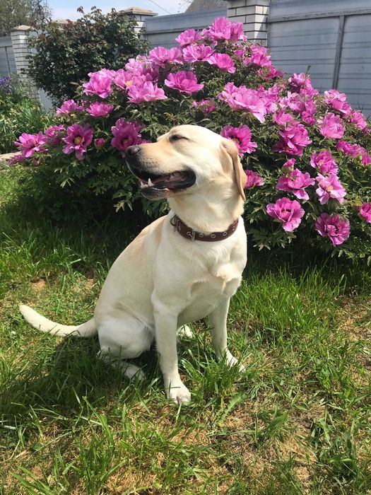 В"язка,Палевий Лабрадор Ретрівер