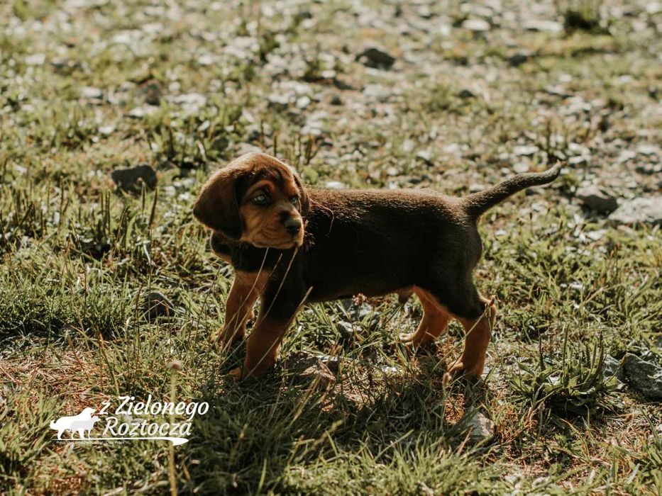 Ogar polski hodowla ZKwP/FCI - dostępny piesek!