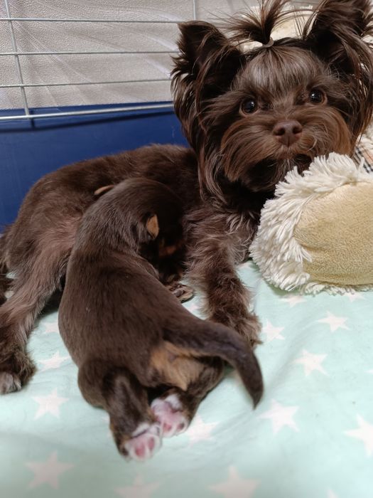 Йоркширский терьер (бронь)