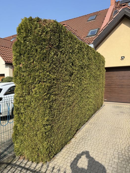 Tuja szmaragd 260 cm 7 szt