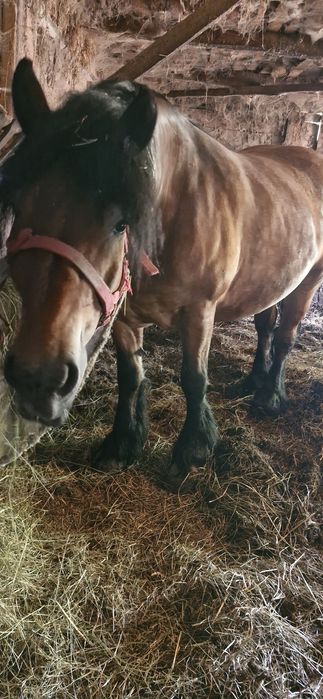 Klacz z licencją 900kg