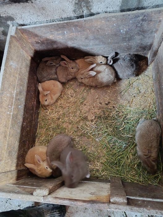 Кролики, кролі, пухнастики