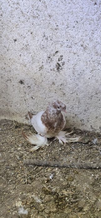 Casal de pombos tambor cabeleira frisados e cambalhota