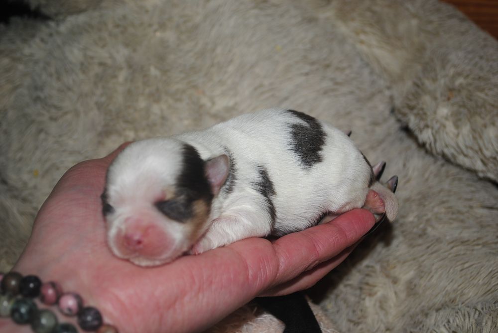 Кольорові йорки мерле та ч/б с документами клуба