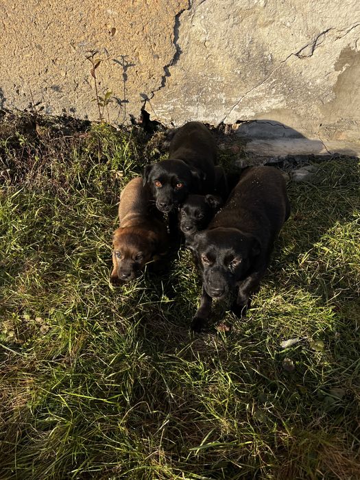 Віддам в добрі руки