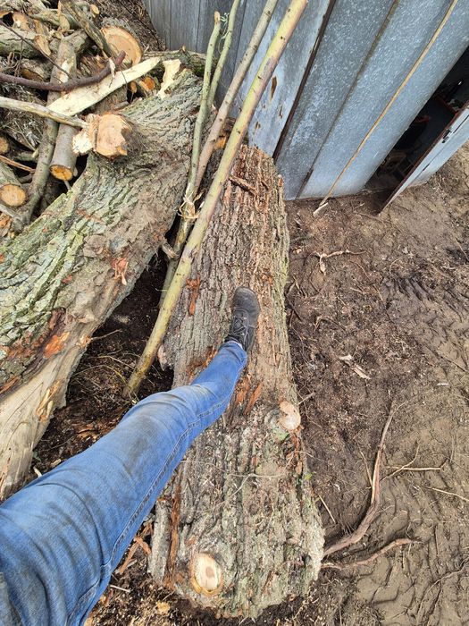 Drzewo opałowe wierzba.