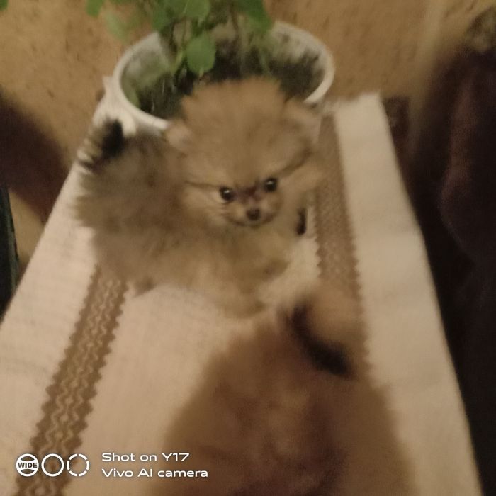 Хлопчики. Померанський шпіц.