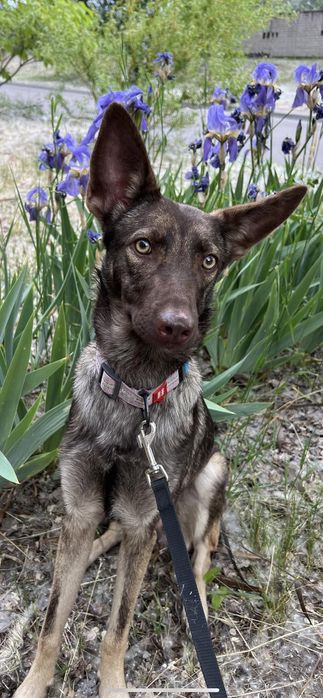 Отдам в хорошие руки