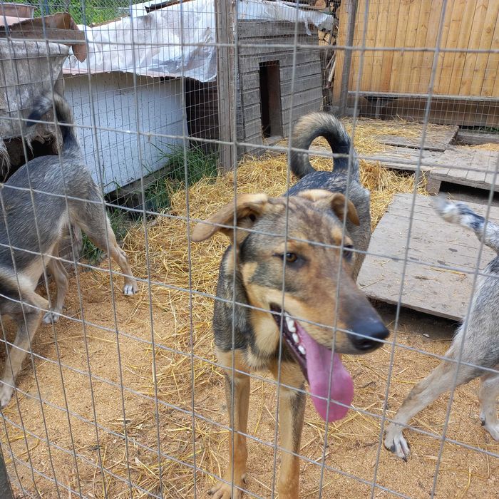 Собака (молоді , підлітки)