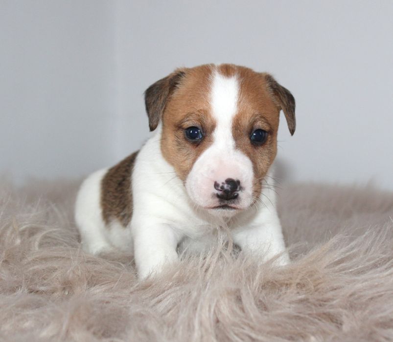 Цуценята джек рассел терьера Розплідник Sacrum Flos - FCI/КСУ