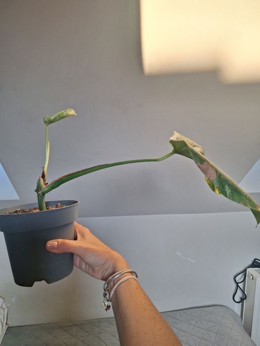 Monstera variegata