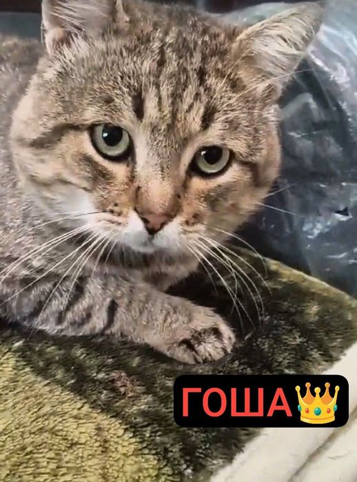 Котик Гоша породний потрібна родина