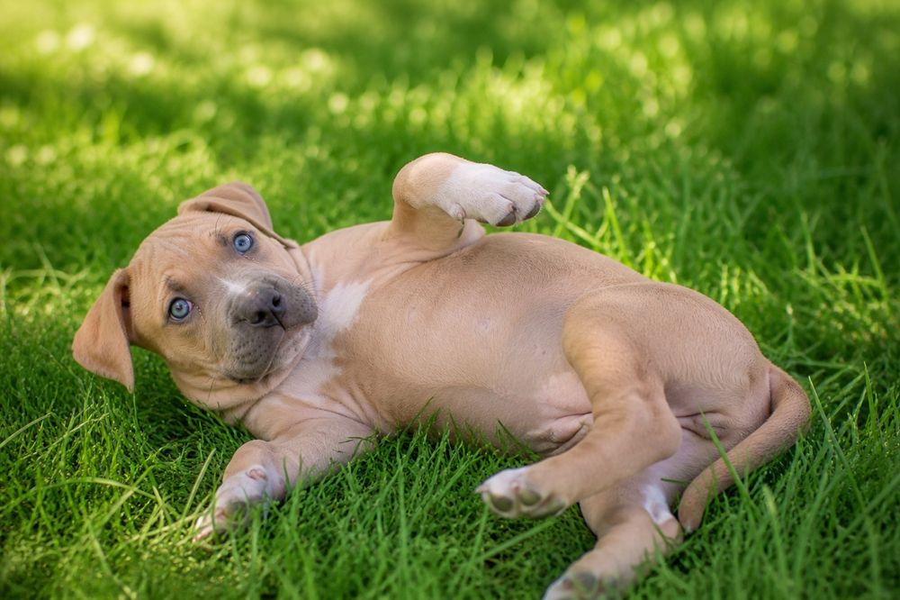 Mega rodzinna i oddana suczka Amstaff!
