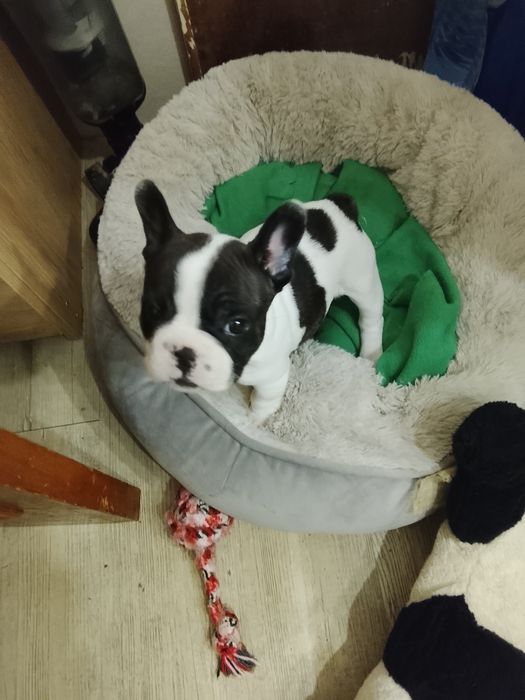 Buldogue francês bebe macho lindo