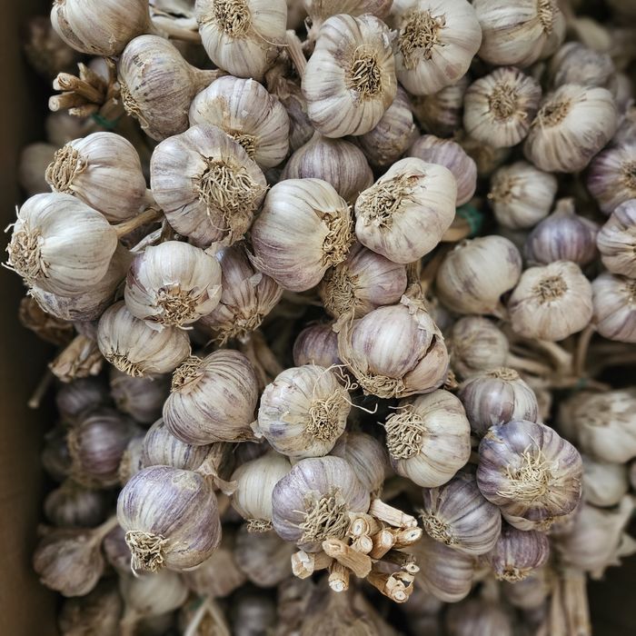 Czosnek ekologiczny z 2ar harnaś