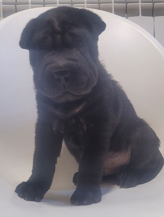 Sharpei macho bebé preto