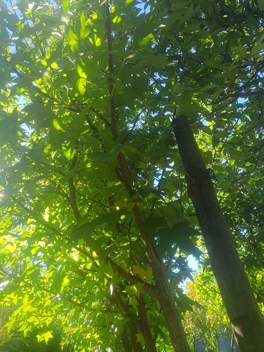 Liquidambar / Liquidambas árvore