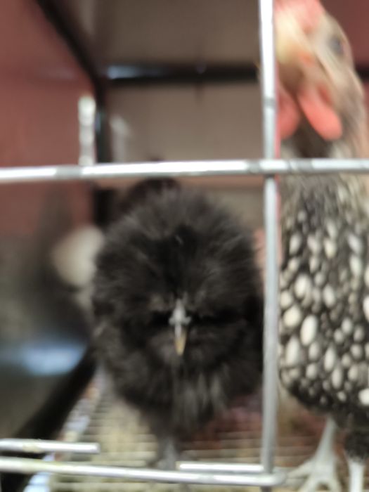 Курчата Кітайска Шовкова