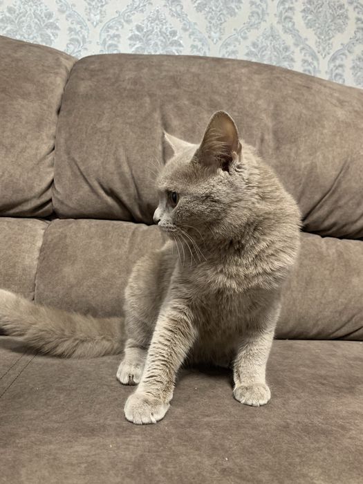 Продається Лілова Британка