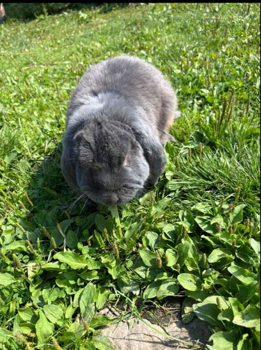 Продаю кролика породи " Французький баран".
Вік :10 місяців.
(молодий