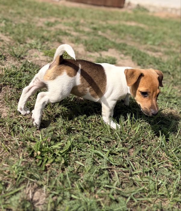 Jack Russell Terrier