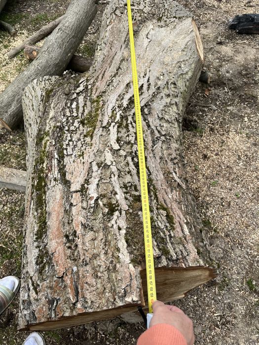 Drzewo orzecha wloskiego ścięte