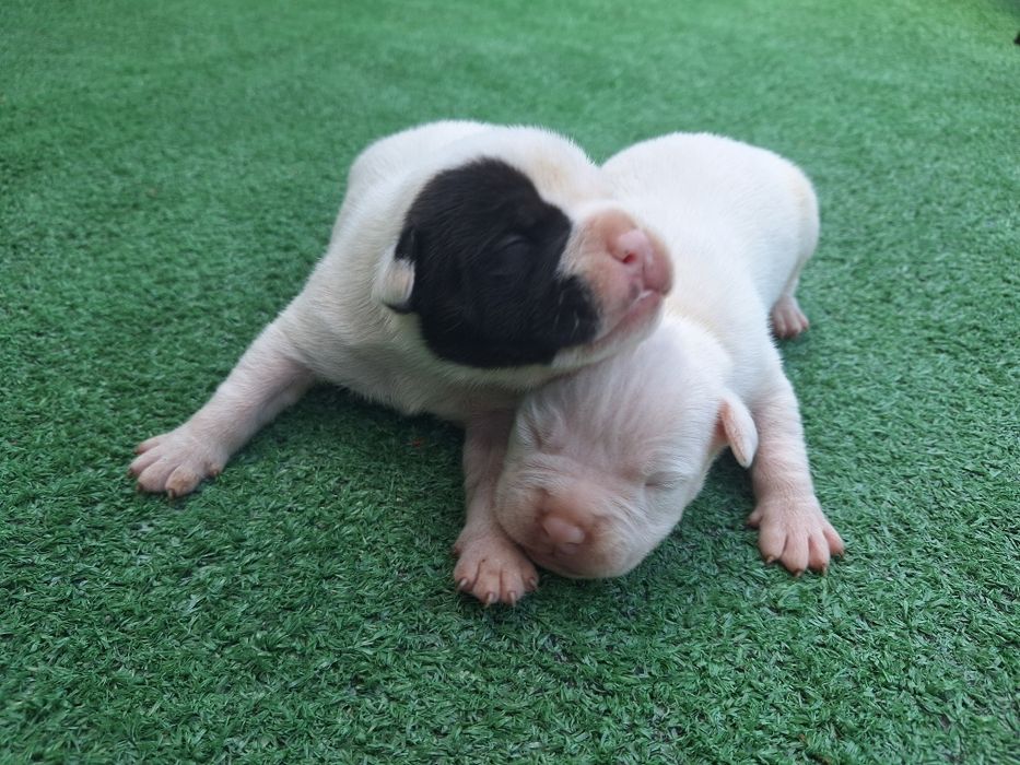 American bully  szczenię  z metryką