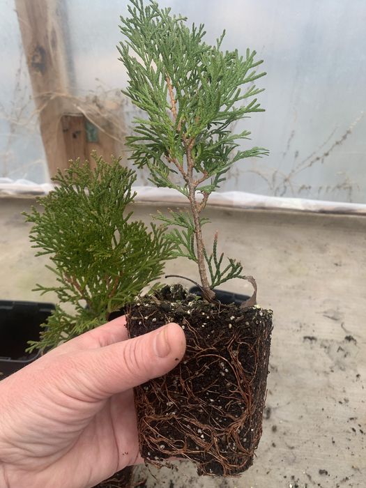 Туя Смарагд