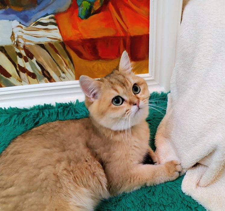 Британський золотий котик