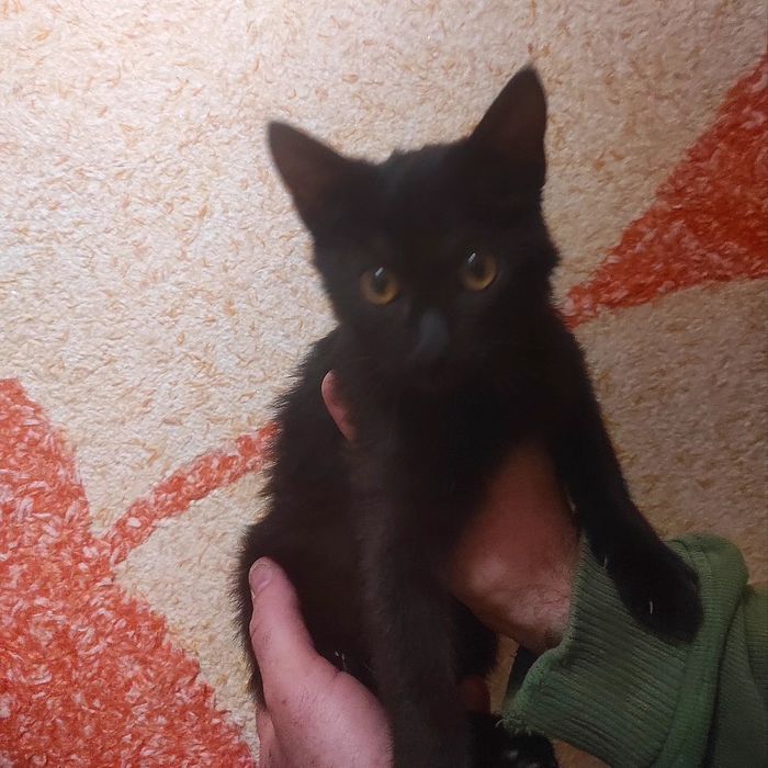 Красиві котики на прилаштування