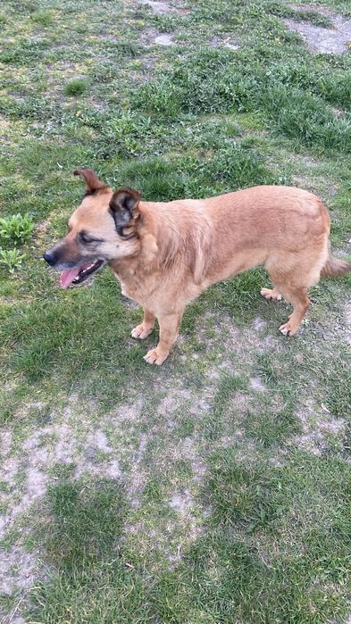 Piesek do adopcji