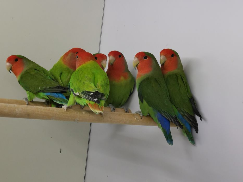 Agapornis rosicolis long feather