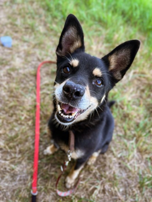 Uratuj psiego seniora przed zimą w schronisku. Mały, czarny kundelek.