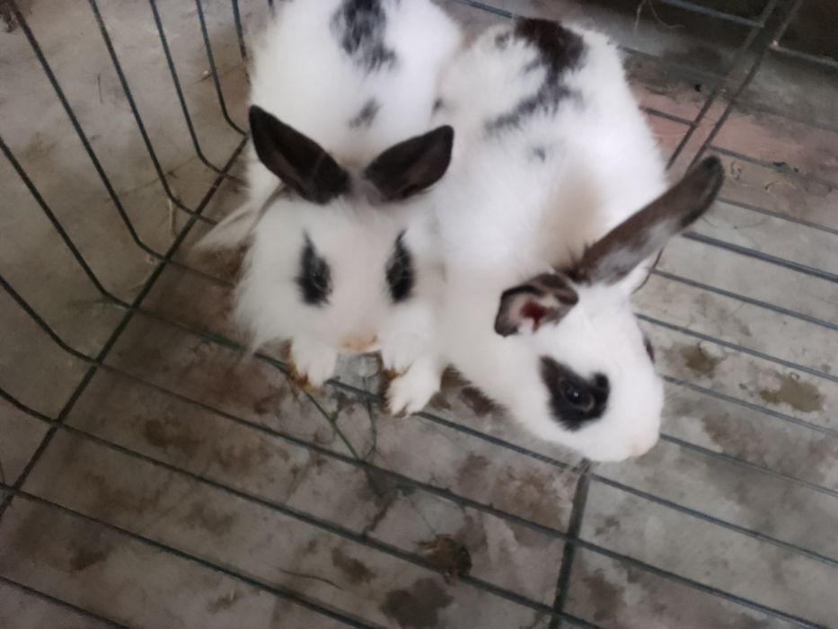 Króliczki miniaturki