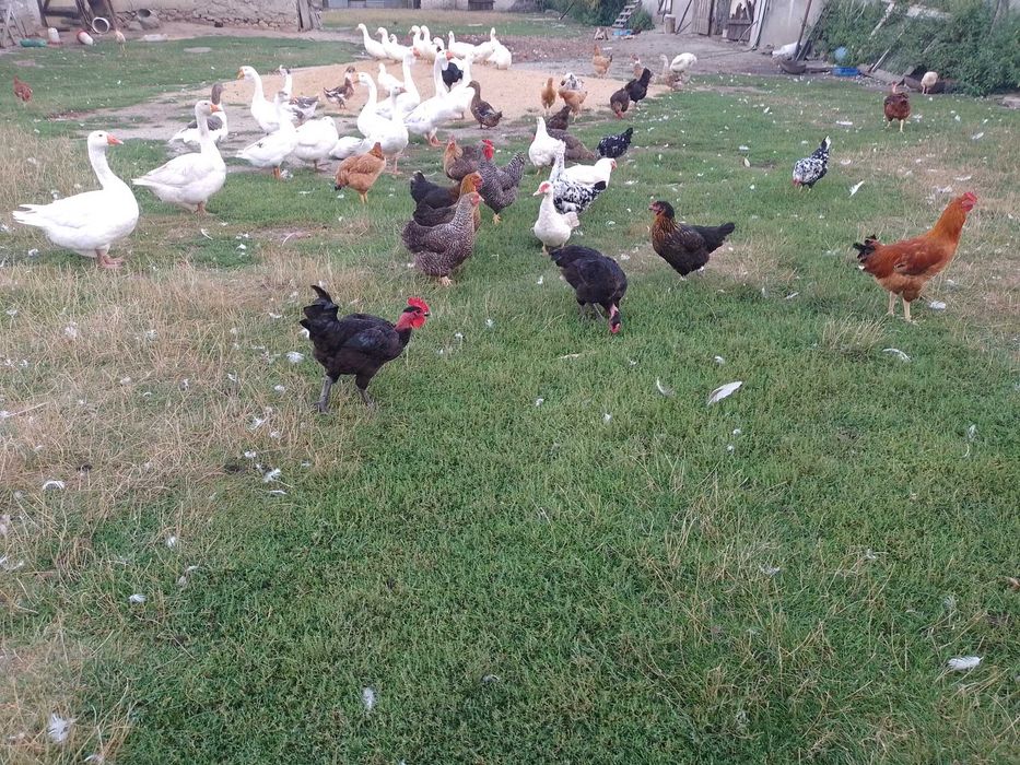 gęś Nowodwór jaja jajka gęsi gęsie legowe cholmogory cholmogor wysylka