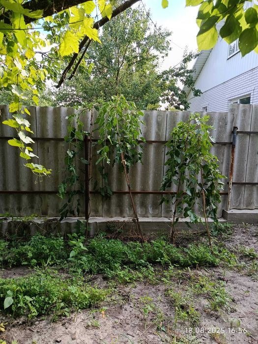 Шовковиця саджанець штамбова плакучая шелковица саженец (обмен)